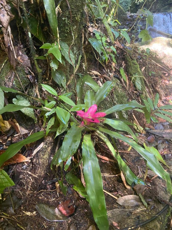 Casa Da Si Hostel Ubatuba Eksteriør bilde